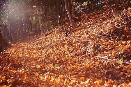 石砂山への登路は落ち葉の絨毯