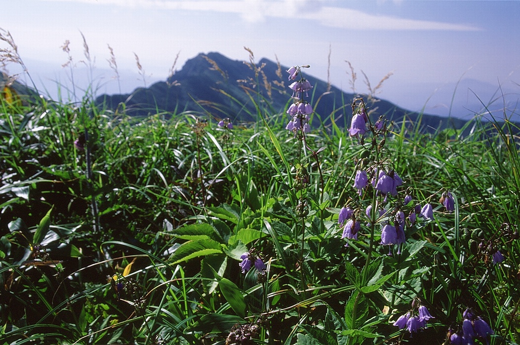 茂倉岳頂上に咲くツリガネニンジン。バックは谷川岳