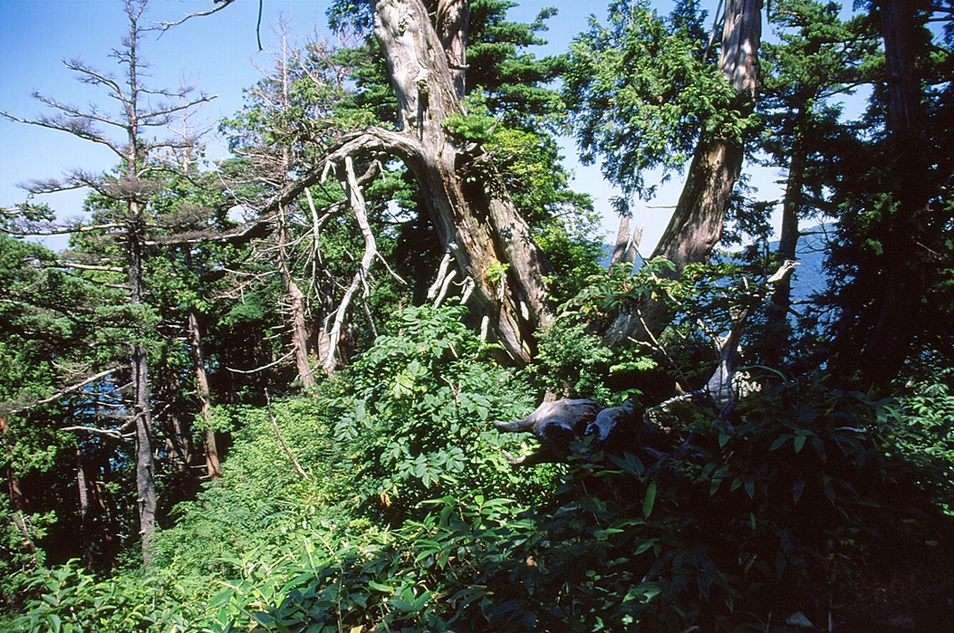 茂倉新道の中腹部は檜林のヤセ尾根