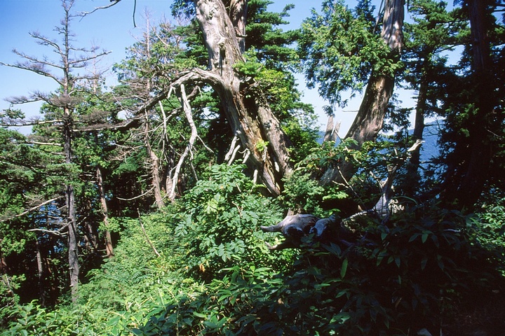 茂倉新道の中腹部は檜林のヤセ尾根