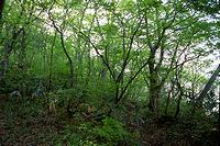 見上峠から登山道へ