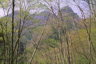 芽吹きの木々の向こうにゴツゴツした山稜