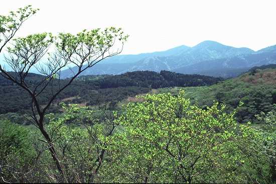 中岳からの下りの新緑