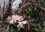 笠取山山頂のシャクナゲ