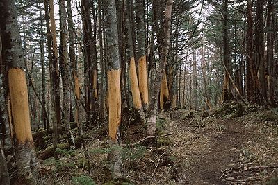 樹皮の剥ぎ取られた主脈縦走路の針葉樹林