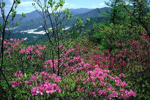 ミツバツツジ咲く三国山頂上