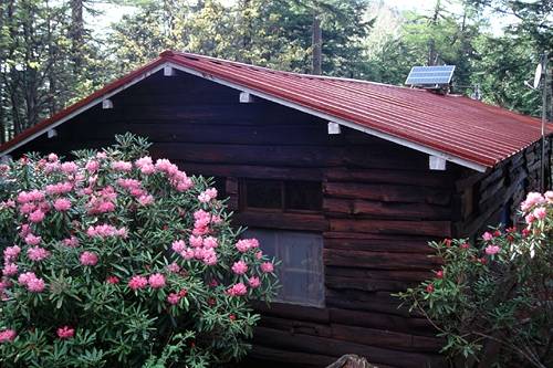 シャクナゲが彩る十文字小屋