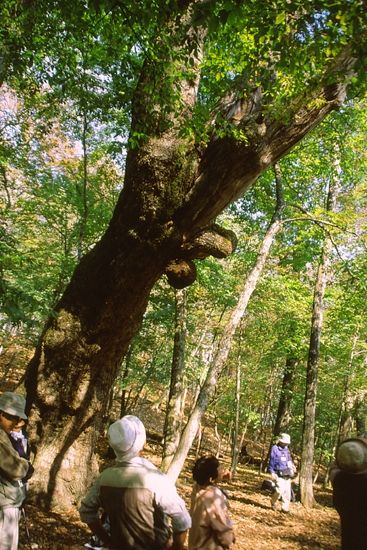 人形山のミズナラ巨樹
