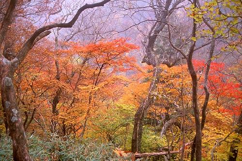長沢背稜の紅葉（一杯水避難小屋付近）