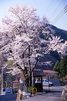 古里駅付近の桜
