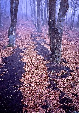 黒土と落ち葉のブナの道