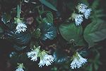 白花のイワカガミ