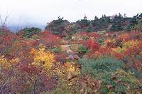 須川温泉付近の紅葉