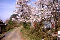 桜咲く里道