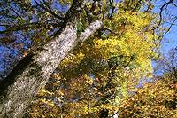 黄葉の巨樹
