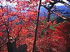 西上州・笠丸山のツツジ紅葉